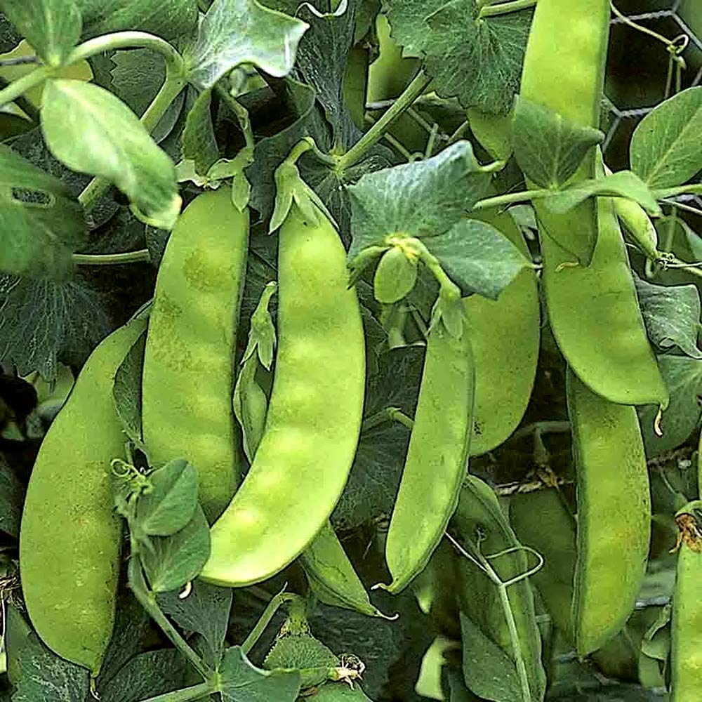 Amazon.co.jp: ITANSE 美味しい